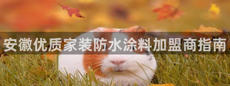 和记 首页：安徽优质家装防水涂料加盟商指南
